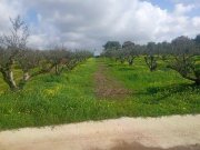 Platanos Kreta, Platanos Ein Grundstück mit Charakter und Geschichte Grundstück kaufen